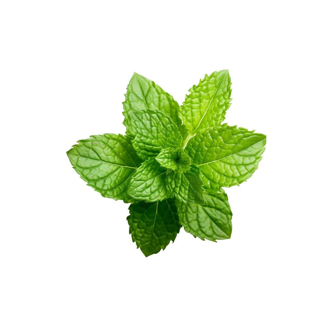 Menta