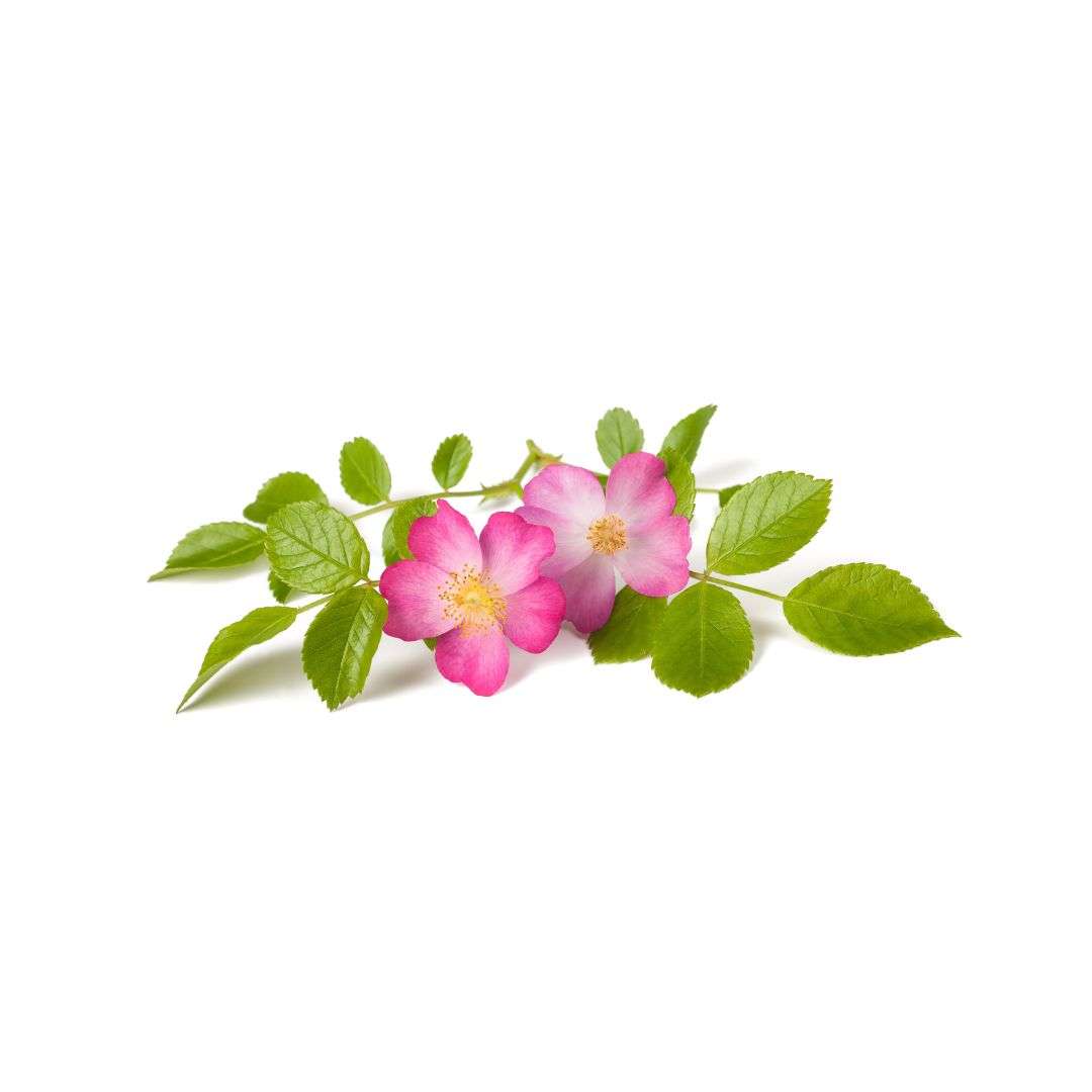 Rosa Canina